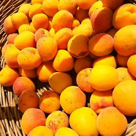 Pumadamuri Farmház *