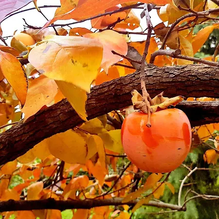 Farmház Pumadamuri *