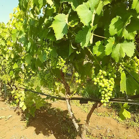 Pumadamuri * Acireale