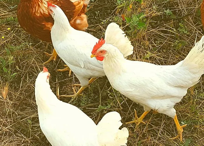 Pumadamuri 阿奇雷亚莱