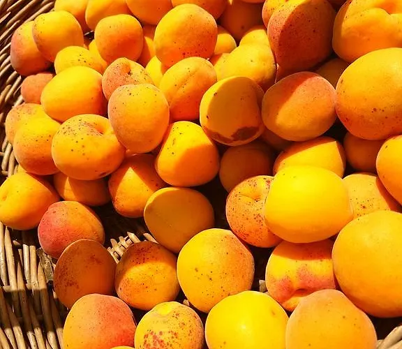 Pumadamuri 农家乐 *