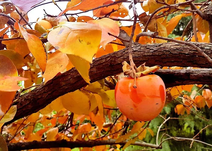 农家乐 Pumadamuri *