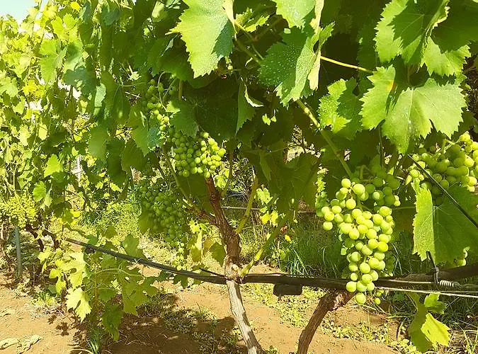 Pumadamuri * 阿奇雷亚莱